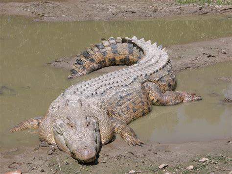 saltwater crocodile pictures.